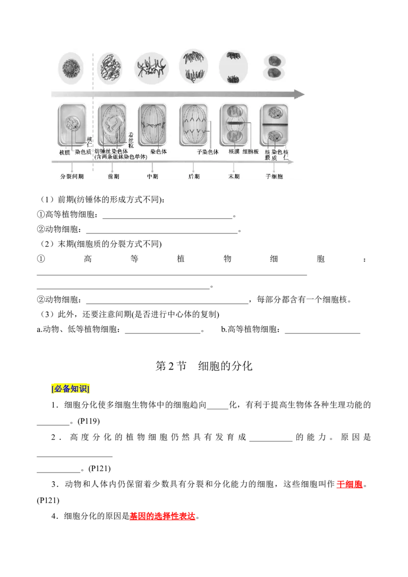 第6章细胞的生命历程（填空版）_2025年新高考资料_专项复习_晨读晚默备战2025年高考生物必背知识清单_第6章细胞的生命历程-晨读晚默备战2025年高考生物必背知识清单