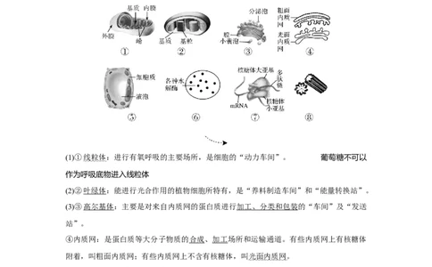 第5讲　细胞器之间的分工合作_新高考复习资料_2023年新高考复习资料_一轮复习_2023年新高考大一轮复习讲义_2023年高考生物一轮复习讲义（新人教新高考）_赠补充习题