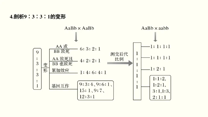 第六单元遗传的基本规律（教案）_新高考复习资料_2022年新高考复习资料_2022届一轮复习讲练结合7.13更新_系列一_第六单元遗传的基本规律