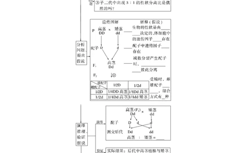 第5单元　第1课时　分离定律的发现_新高考复习资料_2024年新高考复习资料_一轮复习资料_完2024生物步步高大一轮复习（课件+讲义）_2024年高考生物一轮复习讲义（新人教版）