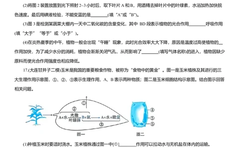 2026年中考生物复习专题练习：专题十四植物的光合作用和呼吸作用（含答案）_6生物中考复习_2026年中考复习（更新中）_2026年中考生物一轮复习专题练习（含答案）