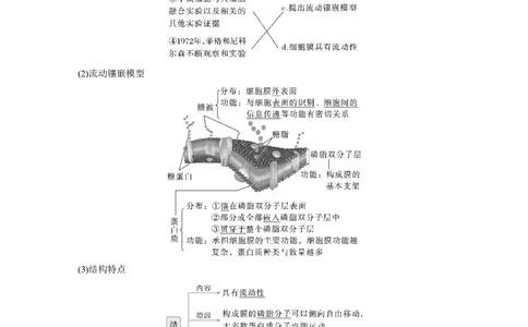 第二单元　第6课时　细胞膜与细胞核的结构和功能_新高考复习资料_2025年新高考资料_2025新高考一轮复习生物_2025大一轮复习讲义生物人教版教师用书Word版文档整书