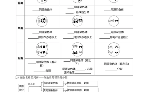 第5讲细胞的分裂、分化、衰老和死亡（讲练）-2023年高考生物二轮复习讲练测（新教材专用）（原卷版）_新高考复习资料_2023年新高考复习资料_二轮复习