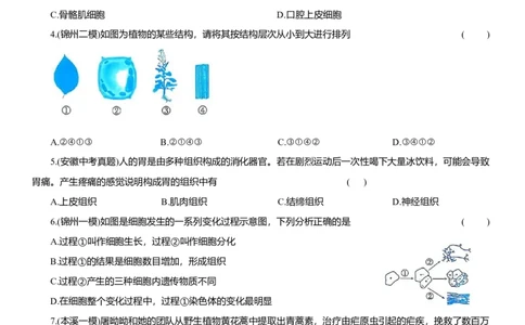 2026年中考生物复习专题练习：专题三生物体的结构层次（含答案）_6生物中考复习_2026年中考复习（更新中）_2026年中考生物一轮复习专题练习（含答案）