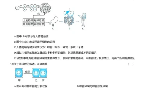 2026年中考生物复习专题练习：专题三生物体的结构层次（含答案）_6生物中考复习_2026年中考复习（更新中）_2026年中考生物一轮复习专题练习（含答案）