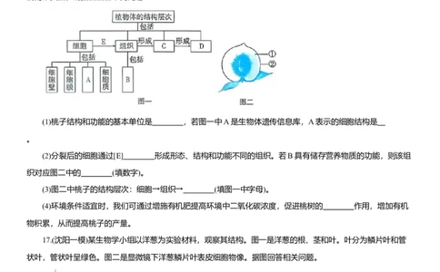 2026年中考生物复习专题练习：专题三生物体的结构层次（含答案）_6生物中考复习_2026年中考复习（更新中）_2026年中考生物一轮复习专题练习（含答案）