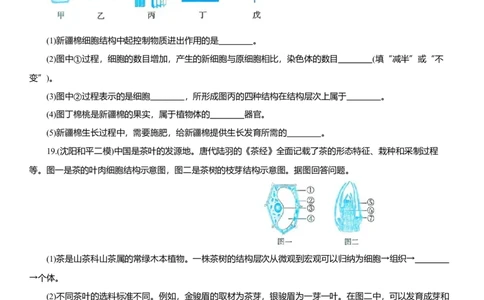 2026年中考生物复习专题练习：专题三生物体的结构层次（含答案）_6生物中考复习_2026年中考复习（更新中）_2026年中考生物一轮复习专题练习（含答案）