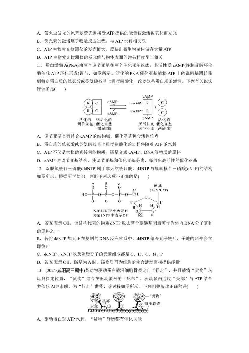 第三单元　课时练12细胞的能量&ldquo;货币&rdquo;ATP_2025年新高考资料_一轮复习_2025大一轮复习讲义+课件（完结）_2025大一轮复习讲义生物学生用书Word版文档整书_2025一轮复习73练