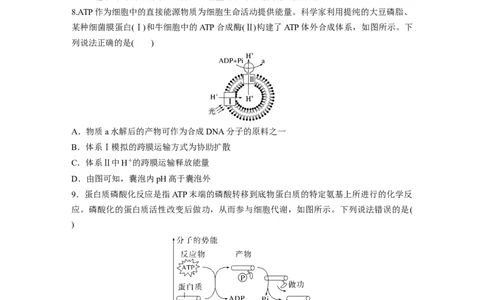 第三单元　课时练12细胞的能量&ldquo;货币&rdquo;ATP_2025年新高考资料_一轮复习_2025大一轮复习讲义+课件（完结）_2025大一轮复习讲义生物学生用书Word版文档整书_2025一轮复习73练