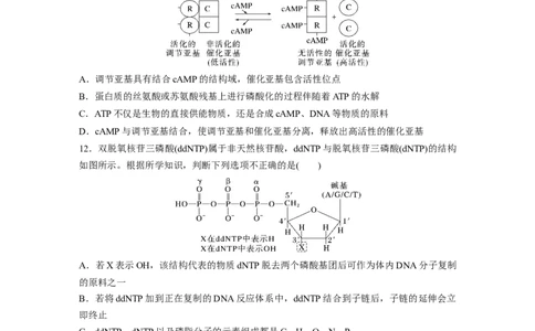 第三单元　课时练12细胞的能量&ldquo;货币&rdquo;ATP_2025年新高考资料_一轮复习_2025大一轮复习讲义+课件（完结）_2025大一轮复习讲义生物学生用书Word版文档整书_2025一轮复习73练