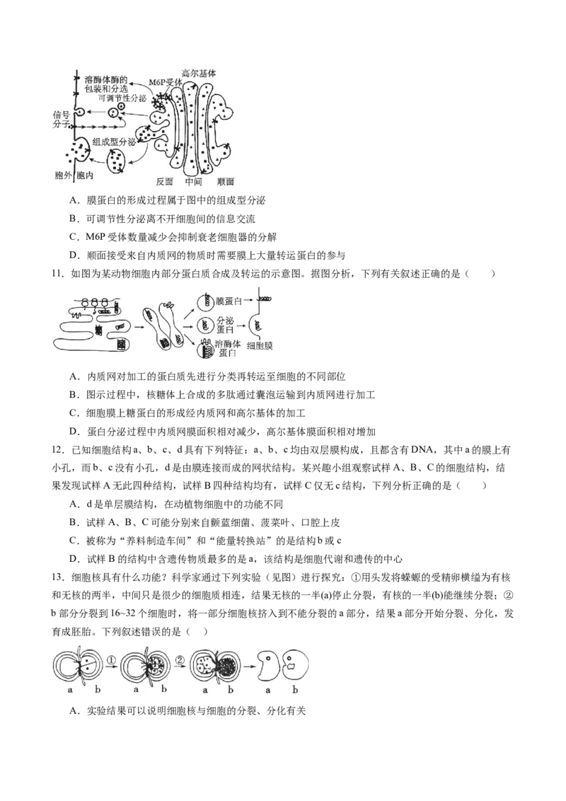 第二单元细胞的结构、功能和物质运输（测试）（原卷版）_2025年新高考资料_一轮复习_2025年高考生物一轮复习讲练测（新教材新高考）