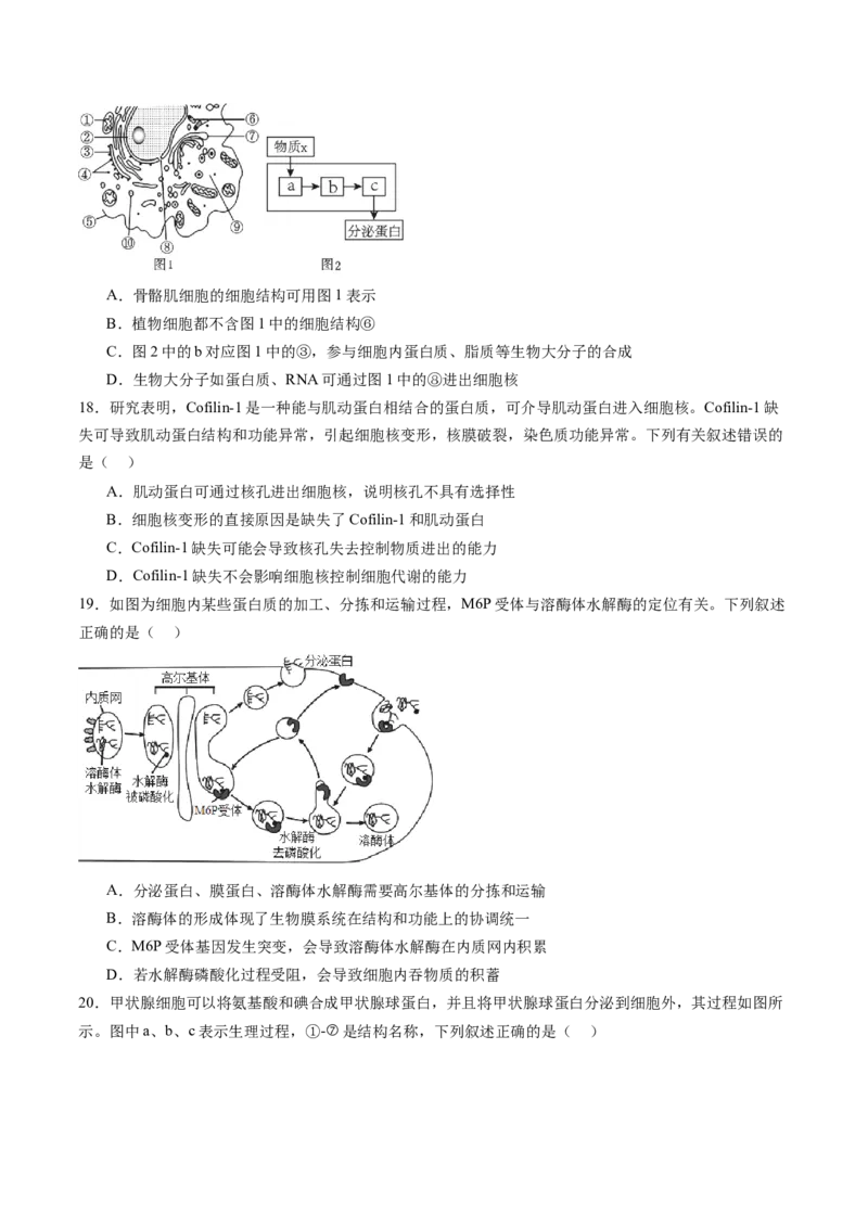 第二单元细胞的结构、功能和物质运输（测试）（原卷版）_2025年新高考资料_一轮复习_2025年高考生物一轮复习讲练测（新教材新高考）