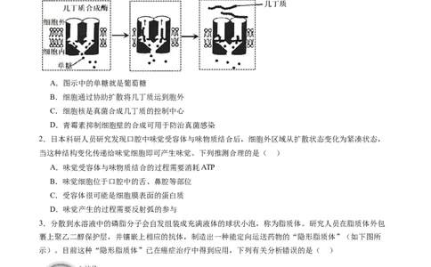 第二单元细胞的结构、功能和物质运输（测试）（原卷版）_2025年新高考资料_一轮复习_2025年高考生物一轮复习讲练测（新教材新高考）