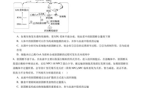 第二单元细胞的结构、功能和物质运输（测试）（原卷版）_2025年新高考资料_一轮复习_2025年高考生物一轮复习讲练测（新教材新高考）