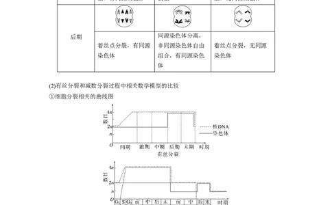 第一篇专题三考点一　有丝分裂与减数分裂及相关比较_通用版（老高考）复习资料_2023年复习资料_二轮复习_2023年高考生物二轮复习讲义+课件（全国版）_学生版_大二轮专题复习讲义
