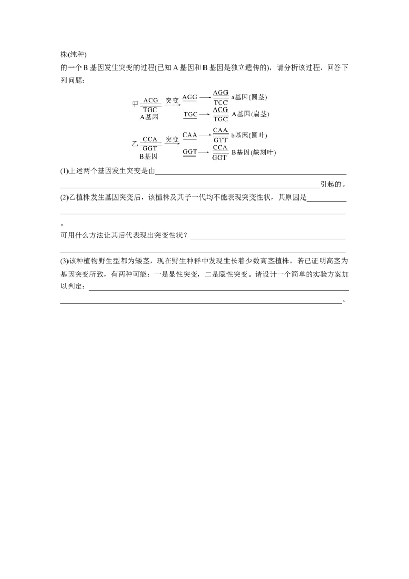 第七单元　第33课时　基因突变和基因重组_2025年新高考资料_一轮复习_2025大一轮复习讲义+课件（完结）_2025大一轮复习讲义生物学生用书Word版文档整书_2025大一轮复习讲义