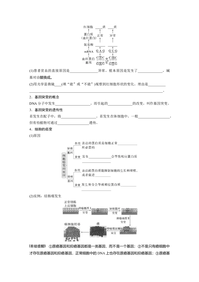第七单元　第33课时　基因突变和基因重组_2025年新高考资料_一轮复习_2025大一轮复习讲义+课件（完结）_2025大一轮复习讲义生物学生用书Word版文档整书_2025大一轮复习讲义