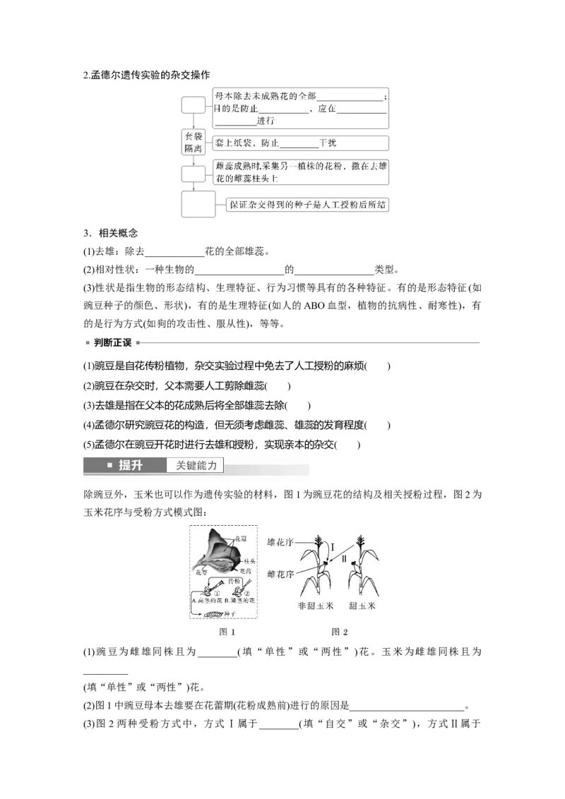 第五单元　第24课时　一对相对性状的杂交实验_新高考复习资料_2025年新高考资料_2025新高考一轮复习生物_2025大一轮复习讲义生物人教版学生用书Word版文档整书_2025大一轮复习讲义