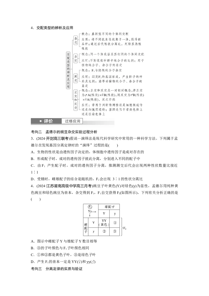 第五单元　第24课时　一对相对性状的杂交实验_新高考复习资料_2025年新高考资料_2025新高考一轮复习生物_2025大一轮复习讲义生物人教版学生用书Word版文档整书_2025大一轮复习讲义