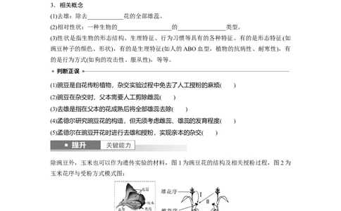 第五单元　第24课时　一对相对性状的杂交实验_新高考复习资料_2025年新高考资料_2025新高考一轮复习生物_2025大一轮复习讲义生物人教版学生用书Word版文档整书_2025大一轮复习讲义
