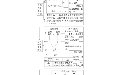 第五单元　第24课时　一对相对性状的杂交实验_新高考复习资料_2025年新高考资料_2025新高考一轮复习生物_2025大一轮复习讲义生物人教版学生用书Word版文档整书_2025大一轮复习讲义