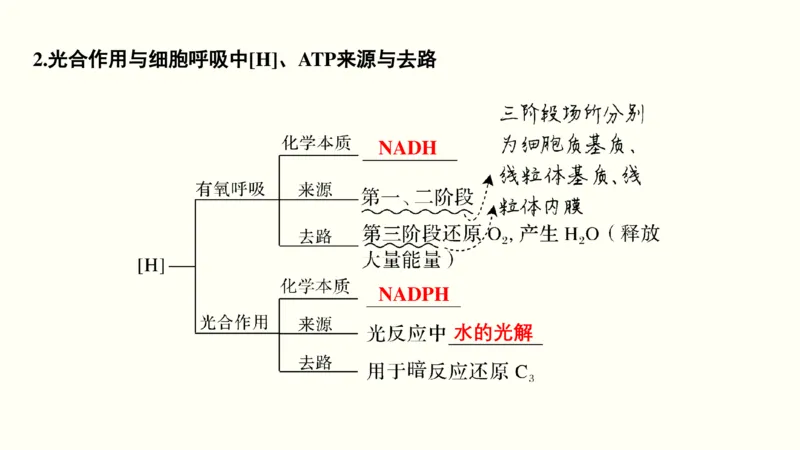 第三单元光合作用与细胞呼吸（教案）_新高考复习资料_2022年新高考复习资料_2022届一轮复习讲练结合7.13更新_系列一_第三单元光合作用与细胞呼吸