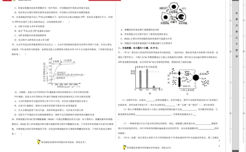 第二单元光合作用和细胞呼吸综合（B卷能力提升练）-2022年高考生物一轮复习单元滚动双测卷（考试版）_新高考复习资料_2023年新高考复习资料_一轮复习