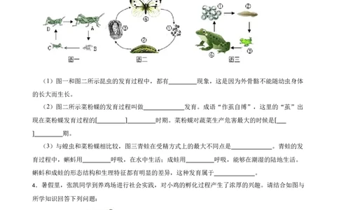 2024年中考生物读图理解专题复习：生物的生殖与发育（含答案）_6生物中考复习_2024年中考复习资料_二轮复习_备考2024中考生物二轮复习读图理解精练