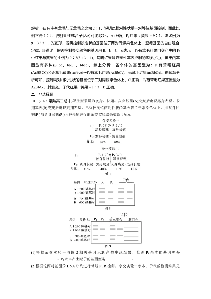第五单元　专题突破7　探究不同对基因在常染色体上的位置_2025年新高考资料_一轮复习_2025大一轮复习讲义+课件（完结）_2025大一轮复习讲义生物教师用书Word版文档整书