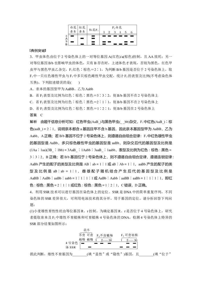 第五单元　专题突破7　探究不同对基因在常染色体上的位置_2025年新高考资料_一轮复习_2025大一轮复习讲义+课件（完结）_2025大一轮复习讲义生物教师用书Word版文档整书