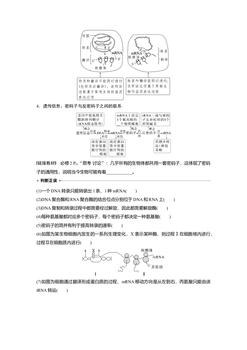 第六单元　第31课时　基因的表达_2025年新高考资料_一轮复习_2025大一轮复习讲义+课件（完结）_2025大一轮复习讲义生物学生用书Word版文档整书_2025大一轮复习讲义