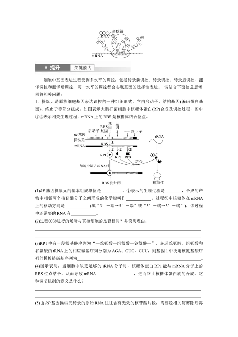 第六单元　第31课时　基因的表达_2025年新高考资料_一轮复习_2025大一轮复习讲义+课件（完结）_2025大一轮复习讲义生物学生用书Word版文档整书_2025大一轮复习讲义