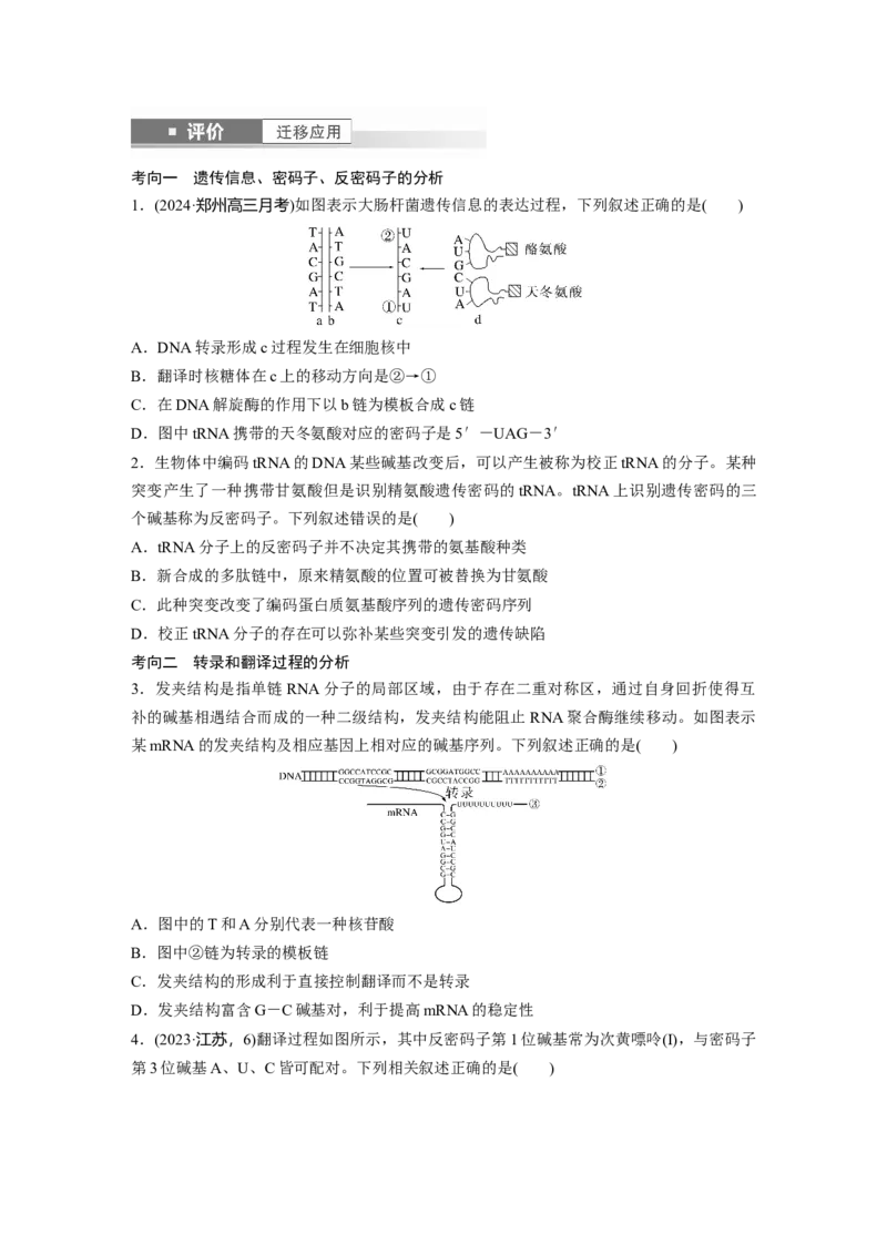 第六单元　第31课时　基因的表达_2025年新高考资料_一轮复习_2025大一轮复习讲义+课件（完结）_2025大一轮复习讲义生物学生用书Word版文档整书_2025大一轮复习讲义