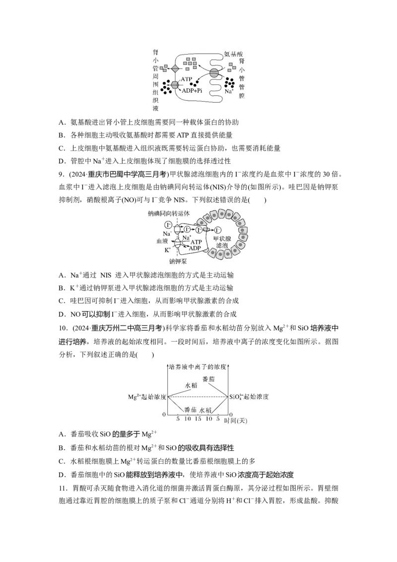 第二单元　课时练10物质进出细胞的方式及影响因素_2025年新高考资料_一轮复习_2025大一轮复习讲义+课件（完结）_2025大一轮复习讲义生物学生用书Word版文档整书_2025一轮复习73练