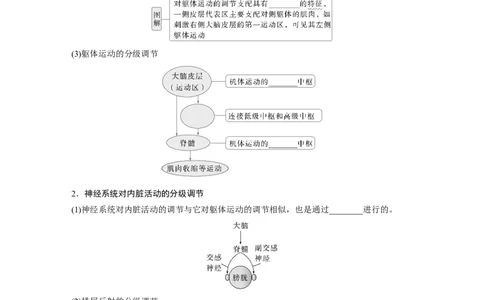 第八单元　第39课时　神经系统的分级调节及人脑的高级功能_2025年新高考资料_一轮复习_2025大一轮复习讲义+课件（完结）_2025大一轮复习讲义生物学生用书Word版文档整书