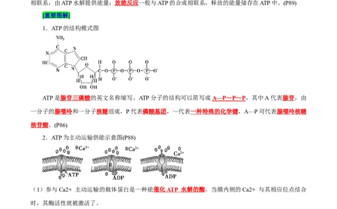 第5章细胞的能量供应和利用（背诵版）_2025年新高考资料_专项复习_晨读晚默备战2025年高考生物必背知识清单