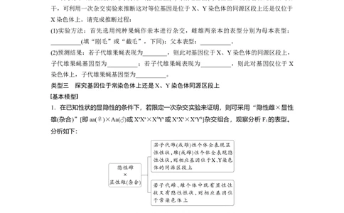 第五单元　专题突破8　基因在性染色体上的位置判断_2025年新高考资料_一轮复习_2025大一轮复习讲义+课件（完结）_2025大一轮复习讲义生物学生用书Word版文档整书_2025大一轮复习讲义