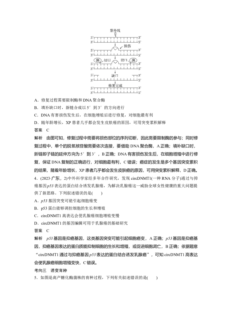 第七单元　第33课时　基因突变和基因重组_新高考复习资料_2025年新高考资料_2025新高考一轮复习生物_2025大一轮复习讲义生物人教版教师用书Word版文档整书