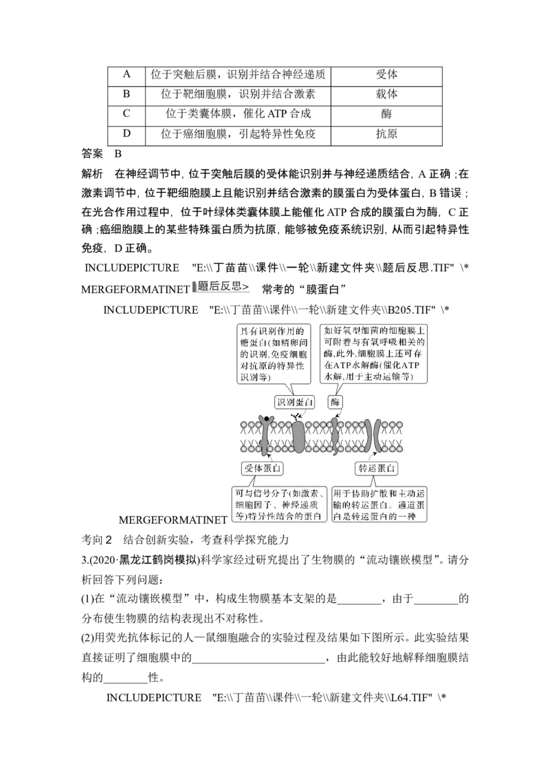 第4讲细胞膜与细胞核_新高考复习资料_2024年新高考复习资料_一轮复习资料_完2024生物步步高大一轮复习（课件+讲义）_2024年高考生物一轮复习讲义（新人教版）_另附1套Word版题库_必修1