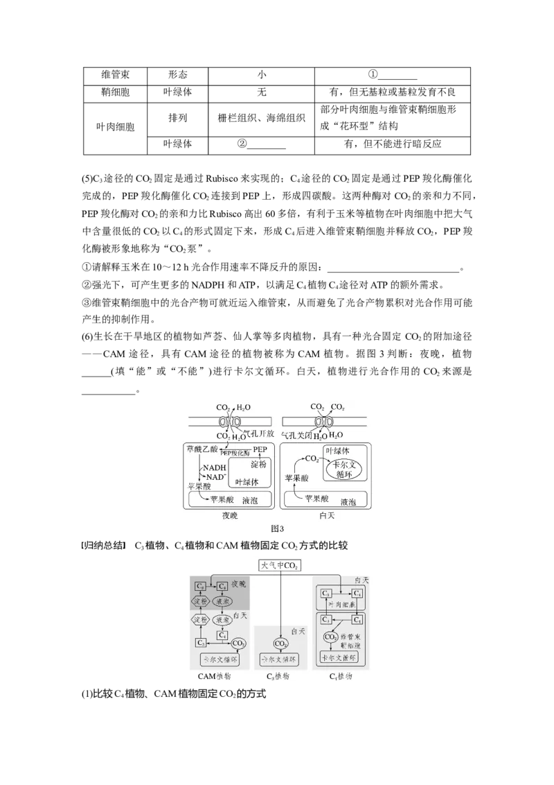 第三单元　专题突破2　不同生物固定二氧化碳的方式比较_2025年新高考资料_一轮复习_2025大一轮复习讲义+课件（完结）_2025大一轮复习讲义生物学生用书Word版文档整书