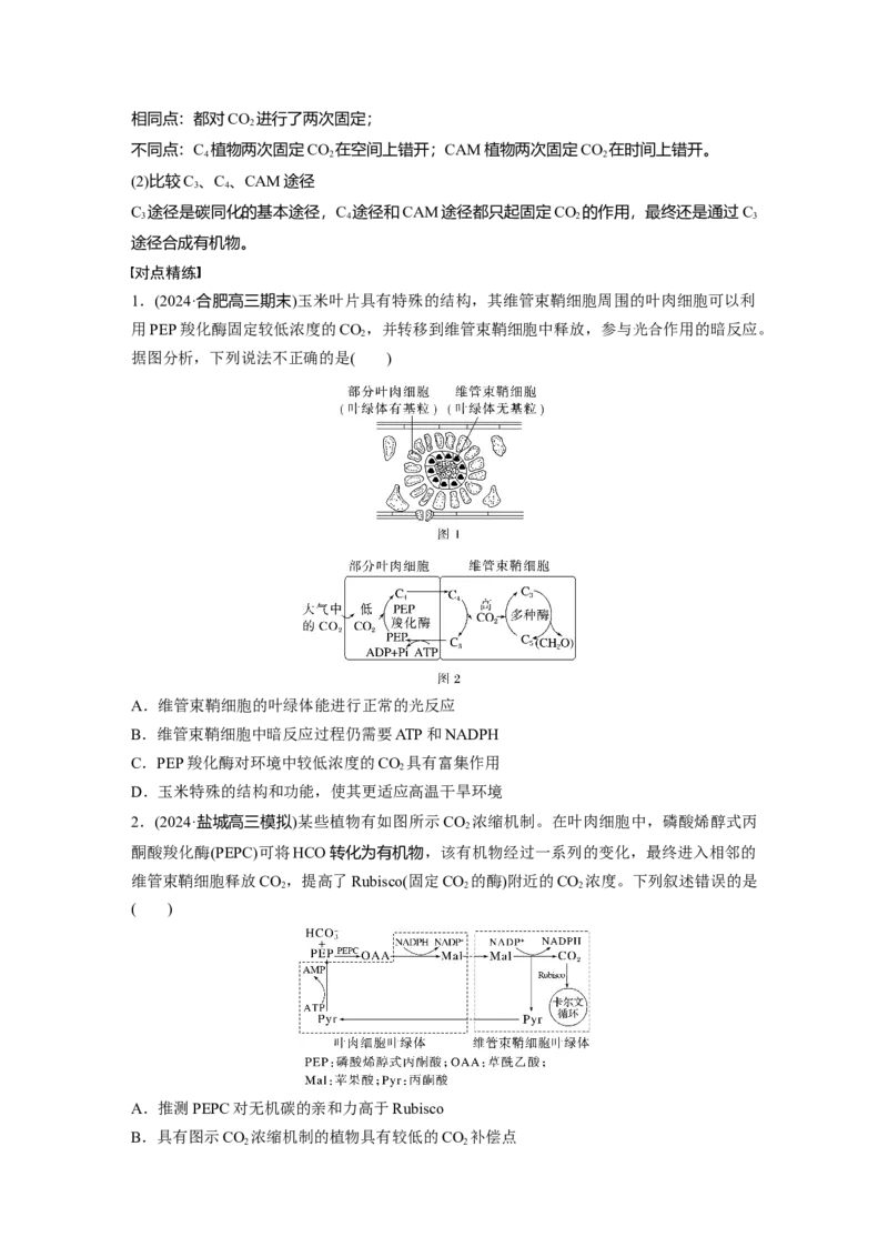 第三单元　专题突破2　不同生物固定二氧化碳的方式比较_2025年新高考资料_一轮复习_2025大一轮复习讲义+课件（完结）_2025大一轮复习讲义生物学生用书Word版文档整书