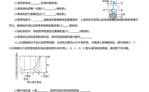 2026年中考生物复习专题练习：专题十五消化系统（含答案）_6生物中考复习_2026年中考复习（更新中）_2026年中考生物一轮复习专题练习（含答案）