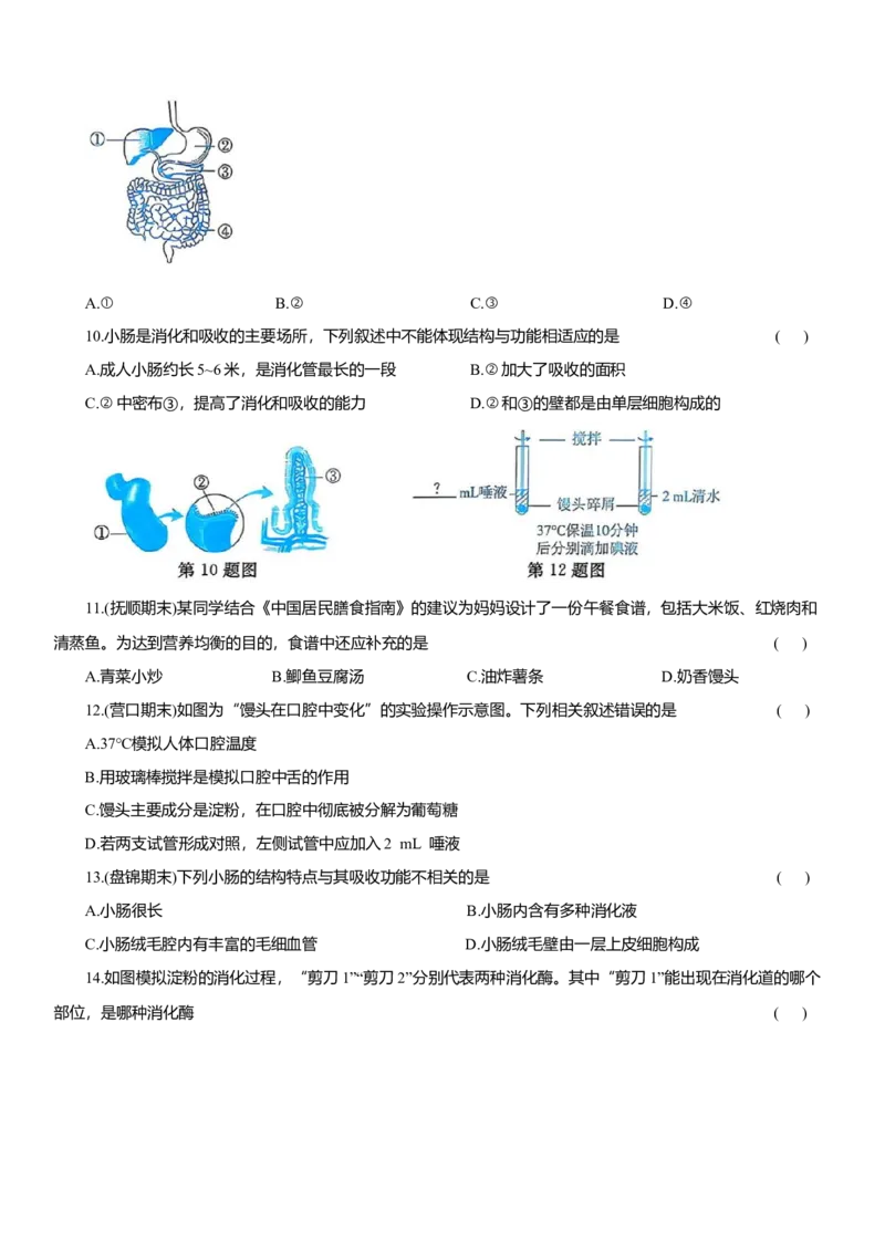 2026年中考生物复习专题练习：专题十五消化系统（含答案）_6生物中考复习_2026年中考复习（更新中）_2026年中考生物一轮复习专题练习（含答案）