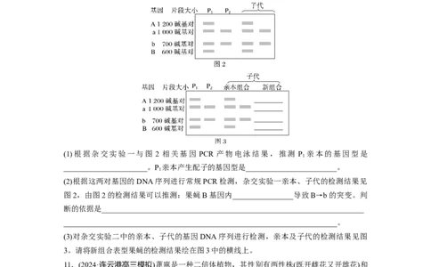第五单元专题突破7探究不同对基因在常染色体上的位置_2025年新高考资料_一轮复习_2025大一轮复习讲义+课件（完结）_2025大一轮复习讲义生物学生用书Word版文档整书