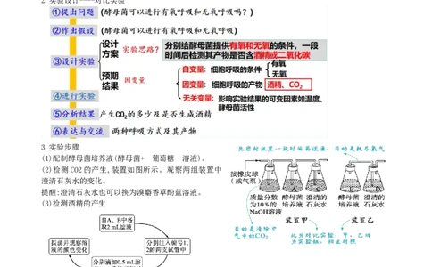 第9讲细胞呼吸（讲义）（教师版）_新高考复习资料_2024年新高考复习资料_一轮复习资料_完2024年高考生物一轮复习讲练测(课件+讲义+练习)（新高考）_讲义+练习