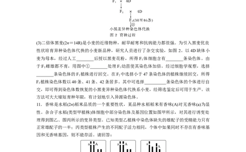 第七单元　课时练34　染色体变异_2025年新高考资料_一轮复习_2025大一轮复习讲义+课件（完结）_2025大一轮复习讲义生物学生用书Word版文档整书_2025一轮复习73练