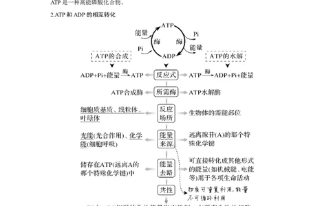 第7讲　ATP和酶_新高考复习资料_2023年新高考复习资料_一轮复习_2023年新高考大一轮复习讲义_2023年高考生物一轮复习讲义（新人教新高考）_赠补充习题_Word版题库第二~六单元