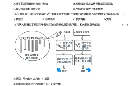 2026年中考生物复习专题练习：专题二十三遗传和变异（含答案）_6生物中考复习_2026年中考复习（更新中）_2026年中考生物一轮复习专题练习（含答案）