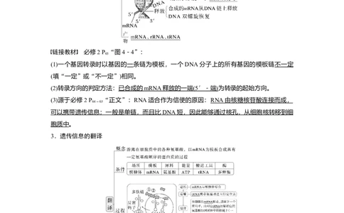 第六单元　第31课时　基因的表达_2025年新高考资料_一轮复习_2025大一轮复习讲义+课件（完结）_2025大一轮复习讲义生物教师用书Word版文档整书_配套Word版文档第三~六单元