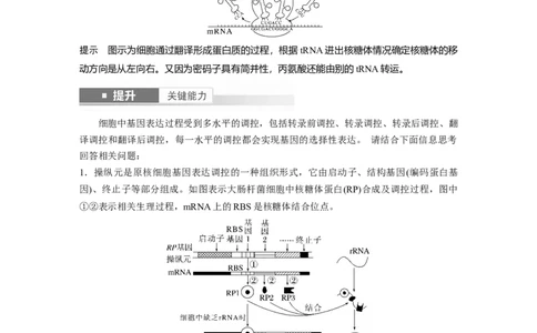 第六单元　第31课时　基因的表达_2025年新高考资料_一轮复习_2025大一轮复习讲义+课件（完结）_2025大一轮复习讲义生物教师用书Word版文档整书_配套Word版文档第三~六单元